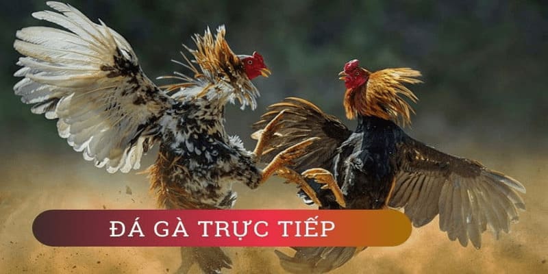 Hãy biết cách quản lý vốn cược khi chơi đá gà cựa sắt tại các nhà cái