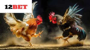Những điều cần biết về Đá Gà Shamo 12bet là gì?