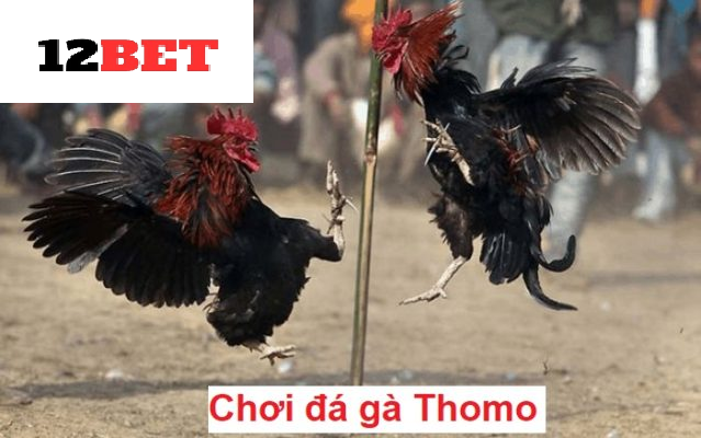 Đá Gà Thomo 12bet