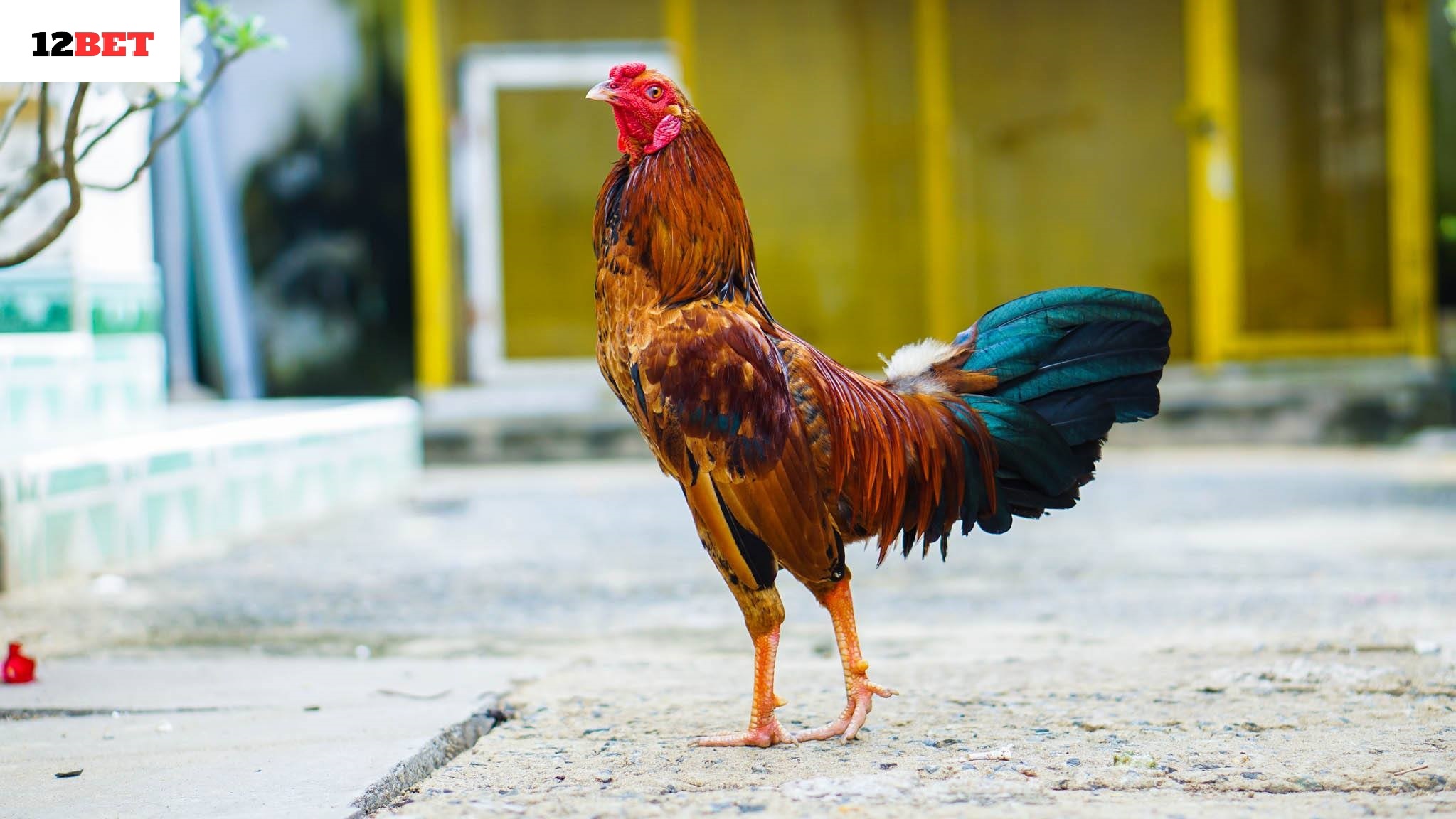 Kỹ thuật huấn luyện và chăm sóc gà tre Thomo